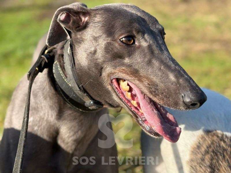 Niamh-Greyhound_15 Niamh-Greyhound