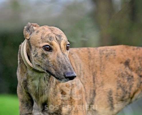 Pinky-Greyhound