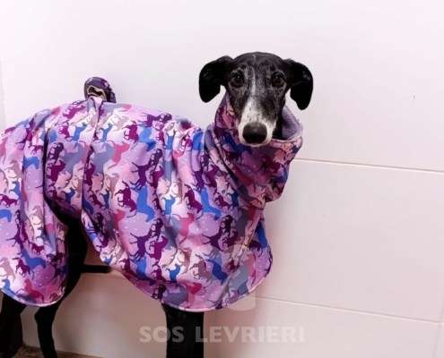 Sacher-Galgo