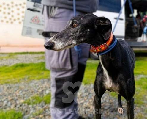 Sacher-Galgo