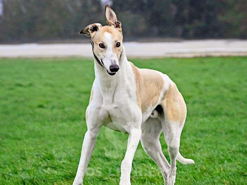 Samuel-Greyhound