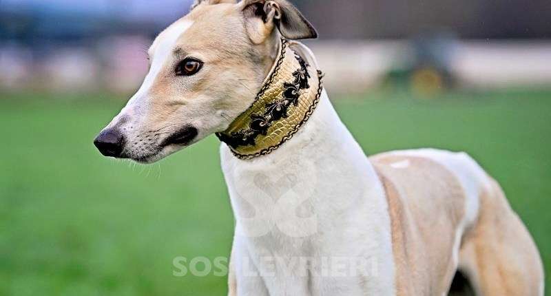 Samuel-Greyhound