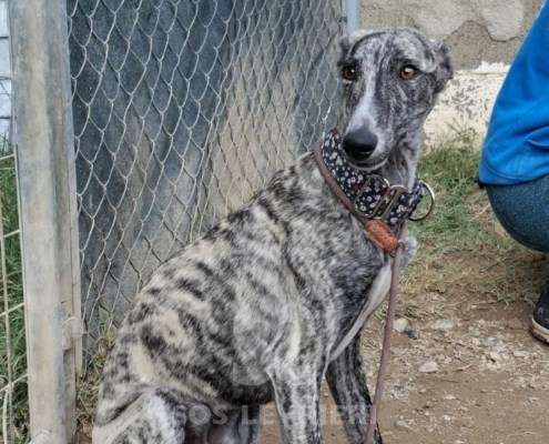 Taylor-Galgo