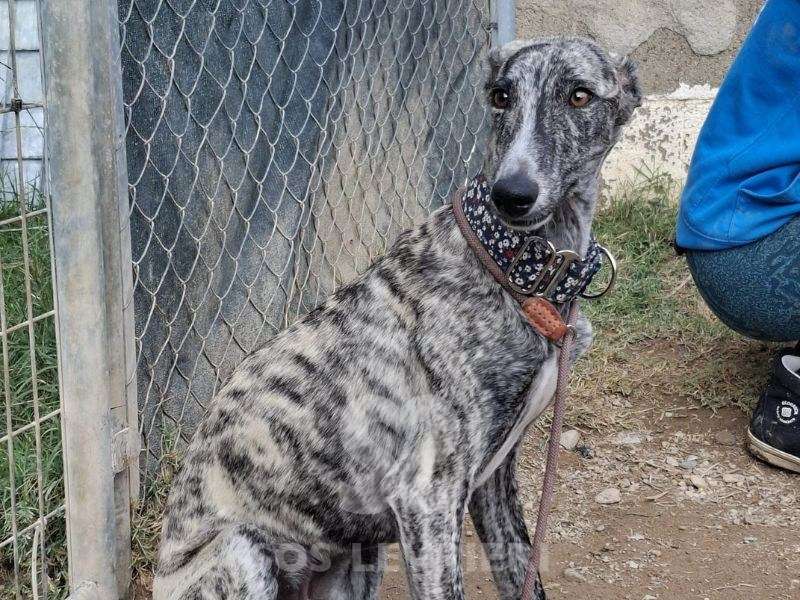 Taylor-Galgo