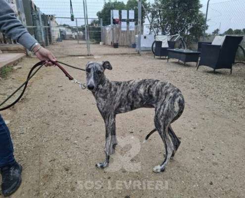 Taylor-Galgo