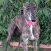 Arrivo Galgo e Greyhound SOS Levrieri Sabato 28 Febbraio 2026 Arrivo Galgo e Greyhound SOS Levrieri Sabato 28 Febbraio 2026