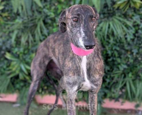 Arrivo Galgo e Greyhound SOS Levrieri Sabato 28 Febbraio 2026