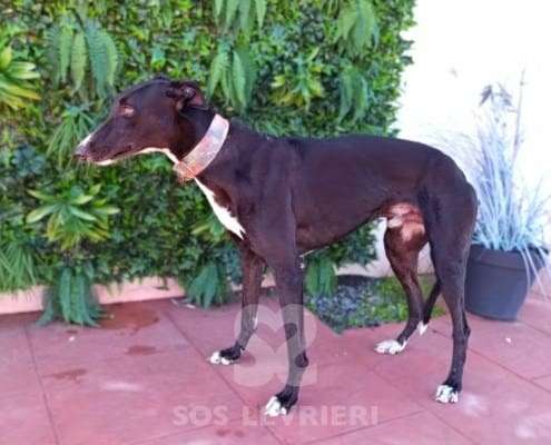 Costantin-Galgo