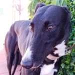 Costantin-Galgo