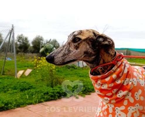 Hero-Galgo