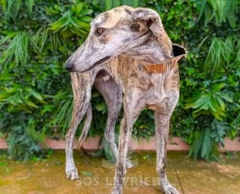 Hero-Galgo
