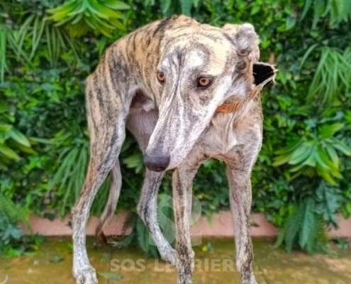 Hero-Galgo