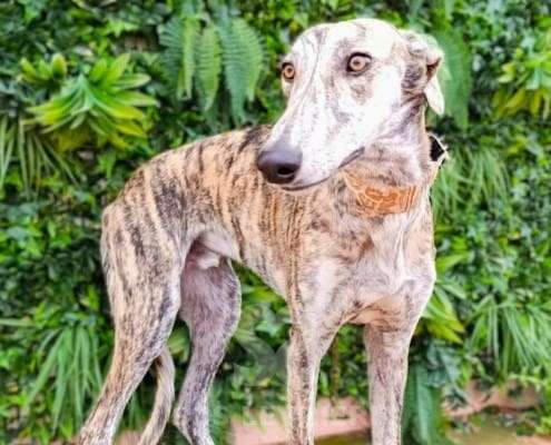 Hero-Galgo