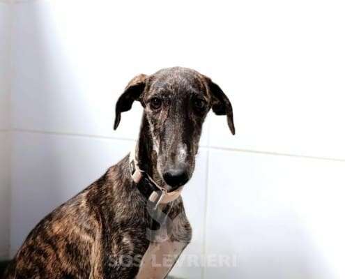 Lulu-Galgo_11 Lulu-Galgo