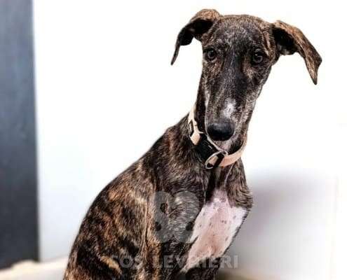 Lulu-Galgo_12 Lulu-Galgo