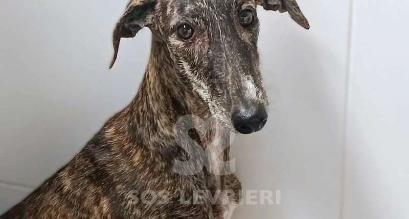 Lulu-Galgo