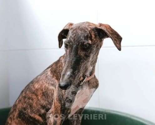 Lulu-Galgo_14 Lulu-Galgo