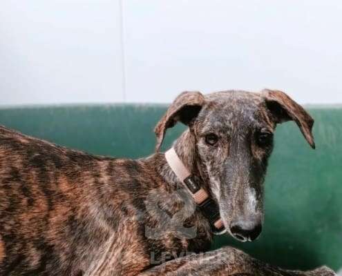 Lulu-Galgo_15 Lulu-Galgo