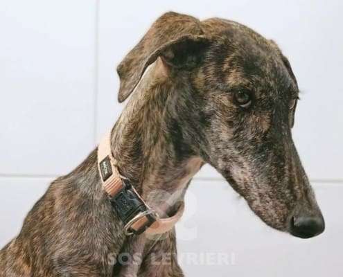 Lulu-Galgo_17 Lulu-Galgo