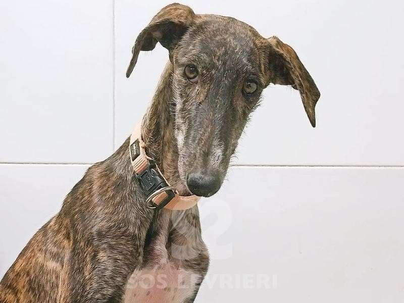 Lulu-Galgo_18 Lulu-Galgo