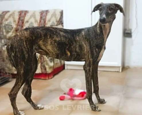 Lulu-Galgo_19 Lulu-Galgo