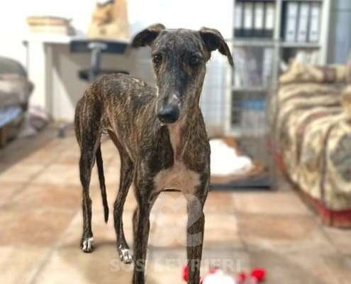 Lulu-Galgo_21 Lulu-Galgo