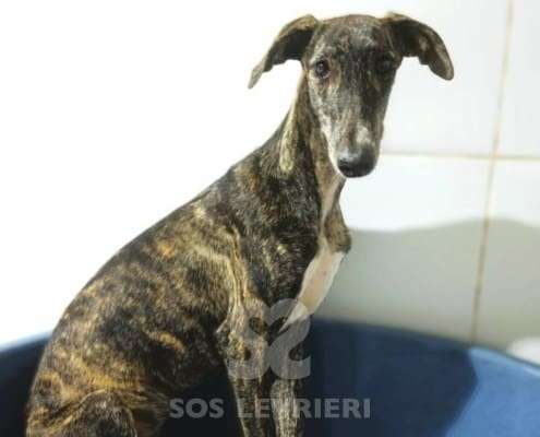 Lulu-Galgo_22 Lulu-Galgo