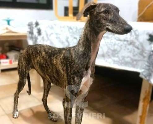 Lulu-Galgo_23 Lulu-Galgo