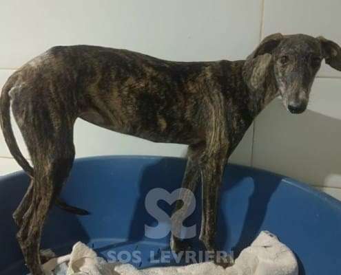 Lulu-Galgo_24 Lulu-Galgo