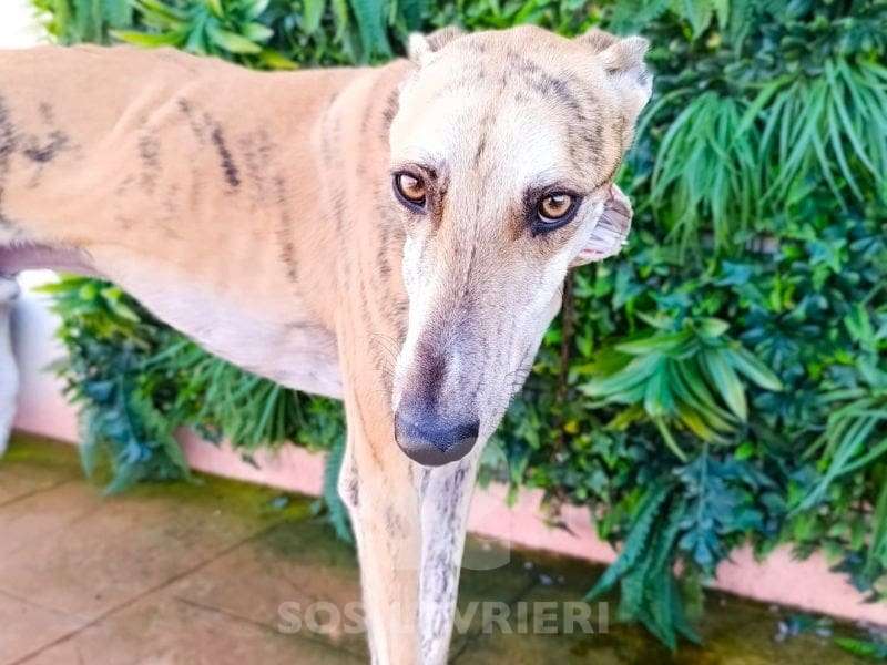 Macrum-Galgo