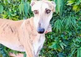Macrum-Galgo