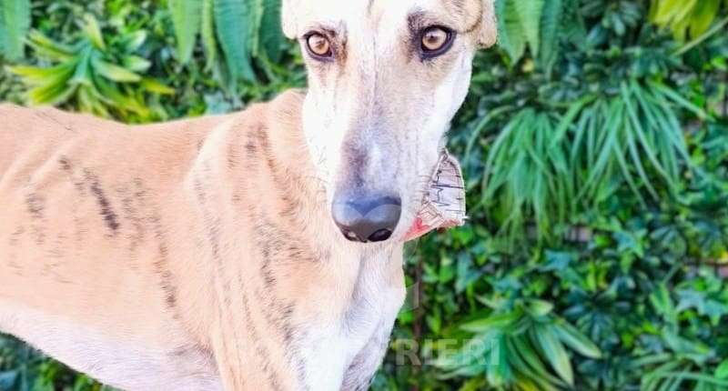 Macrum-Galgo