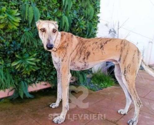 Macrum-Galgo