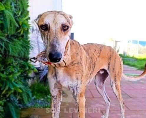 Macrum-Galgo