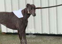 Melody-Greyhound_12 Melody-Greyhound