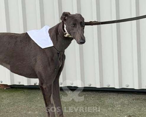 Melody-Greyhound_12 Melody-Greyhound