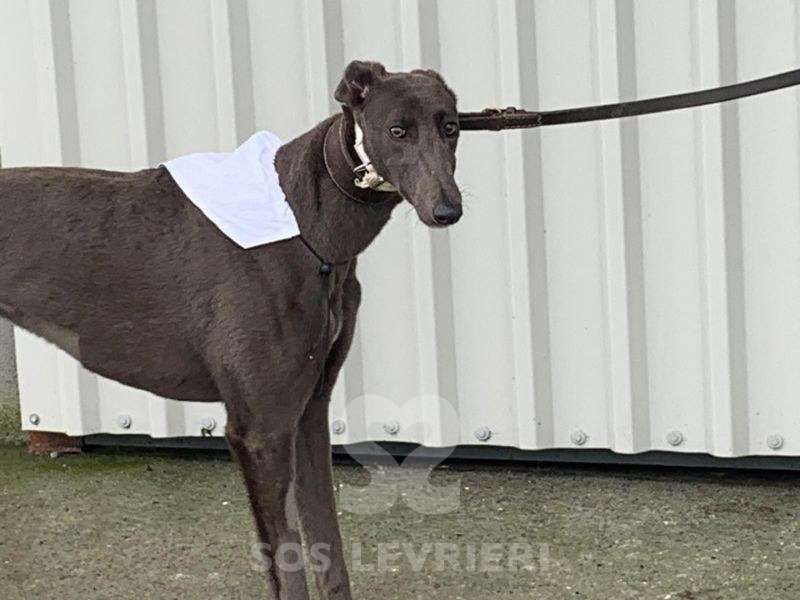 Melody-Greyhound_12 Melody-Greyhound