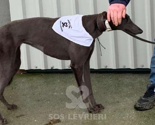 Melody-Greyhound_13 Melody-Greyhound