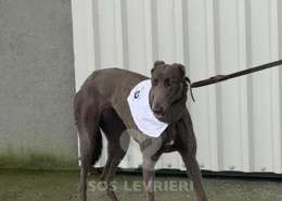 Melody-Greyhound_14 Melody-Greyhound