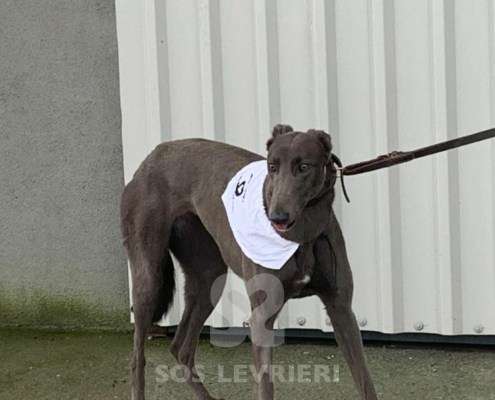 Melody-Greyhound_14 Melody-Greyhound