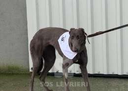 Melody-Greyhound_15 Melody-Greyhound