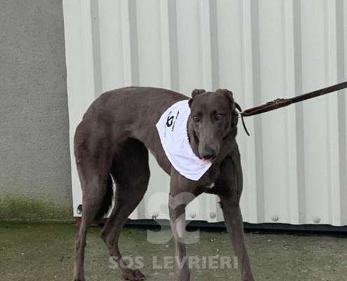 Melody-Greyhound_15 Melody-Greyhound