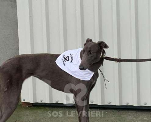 Melody-Greyhound_16 Melody-Greyhound