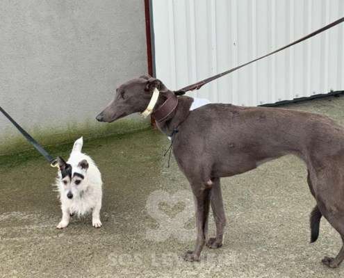 Melody-Greyhound_18 Melody-Greyhound