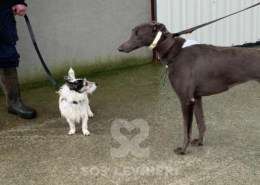 Melody-Greyhound_19 Melody-Greyhound