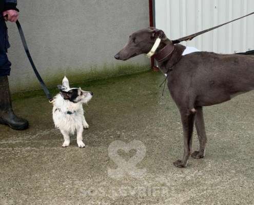 Melody-Greyhound_19 Melody-Greyhound