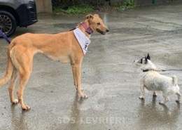 Pamela-Greyhound_11 Pamela-Greyhound