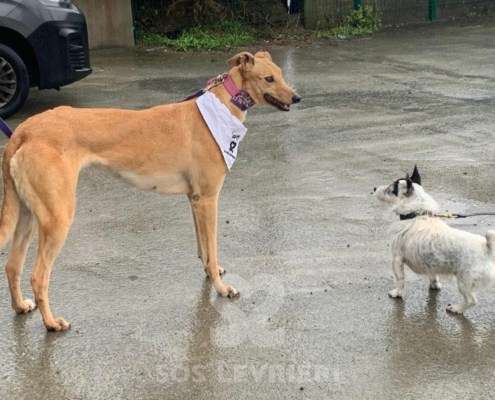 Pamela-Greyhound_11 Pamela-Greyhound