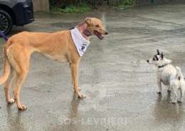 Pamela-Greyhound_12 Pamela-Greyhound