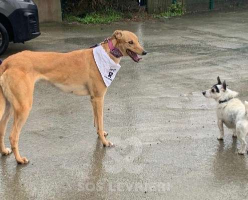 Pamela-Greyhound_12 Pamela-Greyhound